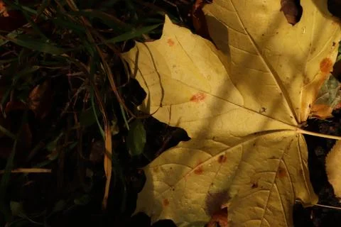 Yellow Dry Maple Leaf. Forest Background. Foto stock
