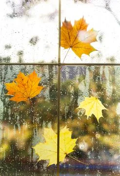 A yellow dry maple leaf stuck to the wet glass of the window with raindrops.  Stock Photos