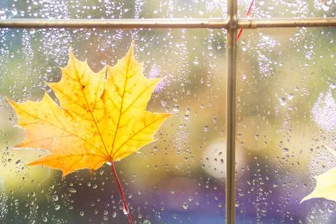 A yellow dry maple leaf stuck to the wet glass of the window with raindrops.  Stock-Fotos