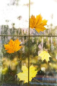 A yellow dry maple leaf stuck to the wet glass of the window with raindrops.  스톡 사진