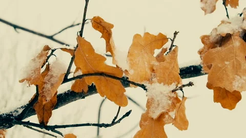 Yellow dry oak leaves on a tree in the winter forest. Stock Footage 101815358