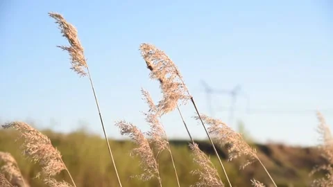 Yellow dry reeds in the wind during the day Stock Footage 194485921