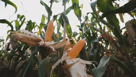 Yellow dry ripe maize corn on stalks for harvest in the agricultural cultivated Stock Footage 194520745