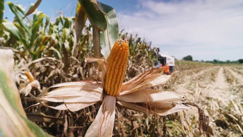 Yellow dry ripe maize corn on stalks for harvest in agricultural cultivated fiel Video stock 208749917