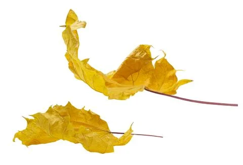 Yellow dry twisted fallen maple leaves with a twig on a white isolated back Stock Photos