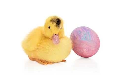 Yellow duckling with easter egg Stock Photos