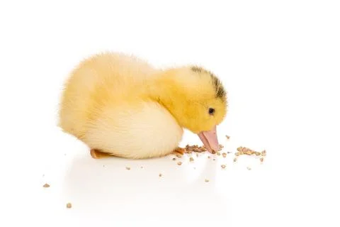 Yellow duckling eats feed Stock Photos