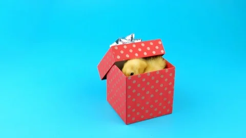 Yellow duckling gets out from gift box, looking around and quacks Stock Footage 97167010