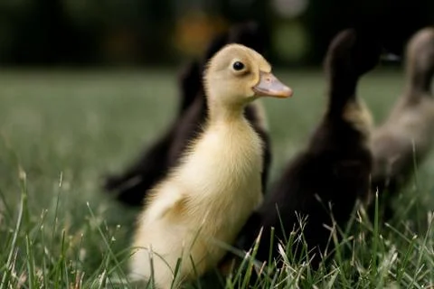 Yellow Duckling in Grass Stock-Fotos