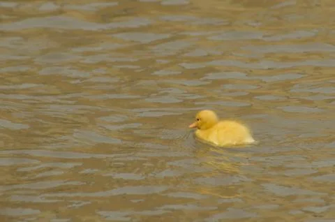 A yellow duckling Stock Photos