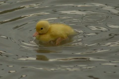 A yellow duckling Stock Photos