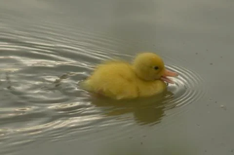A yellow duckling Stock Photos