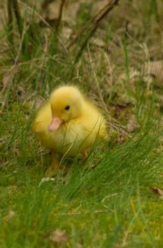 A yellow duckling Stock Photos