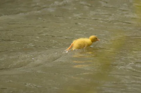 A yellow duckling Stock Photos