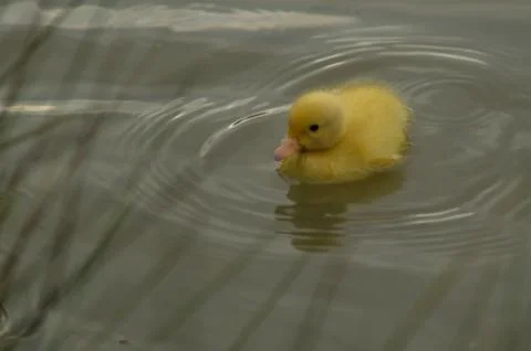 A yellow duckling Stock Photos