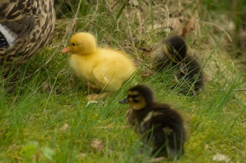 A yellow duckling Foto stock
