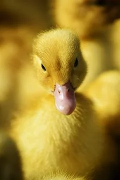 Yellow duckling Stock Photos