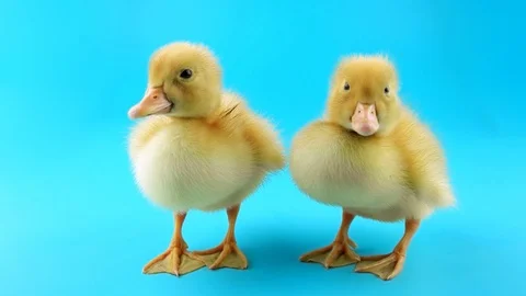Yellow ducklings, close-up view, left is standing, right stands and then sits 動画素材 97167817