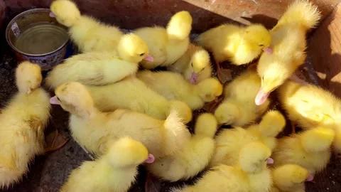 Yellow ducklings Stock Footage 203792201