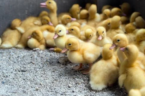 Yellow ducklings Stock Photos