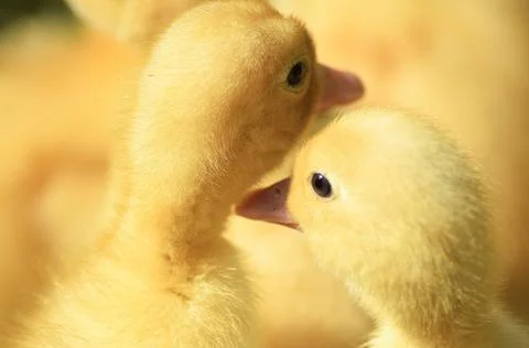 Yellow ducklings Stock Photos