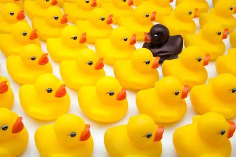 Yellow ducks Stock Photos
