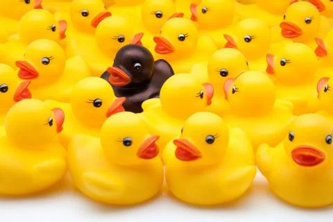 Yellow ducks Stock Photos
