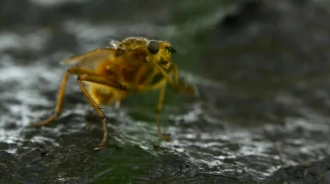 Yellow dung fly cleaning Stock Footage 720743