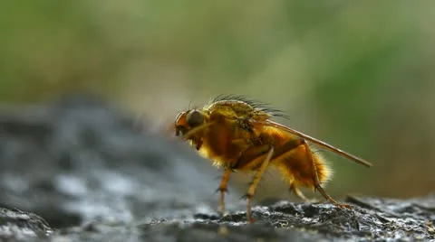 Yellow dung fly cleaning himself Stock Footage 11343914