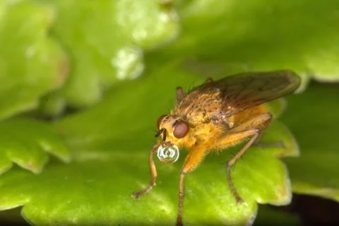 Yellow Dungfly on a leaf Stock Photos