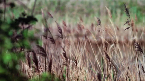 Yellow dusters Stock Footage 22772170