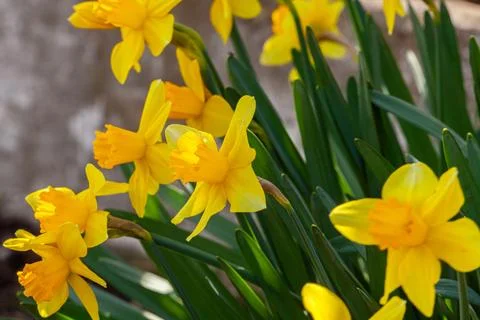 Yellow dutch daffodil flowers close up low angle of view with blue sky Stock Photos