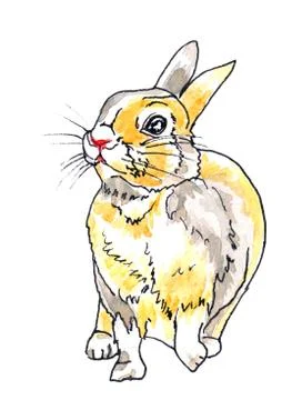 Yellow dwarf bunny Stock Illustration