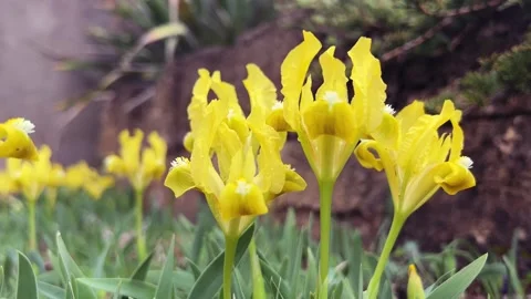 Yellow dwarf iris macro Stock Footage 332167779