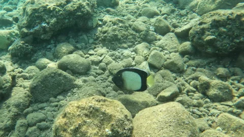 Yellow Ear Angelfish Frolicking around Coral Reef Vídeo Stock 305902453