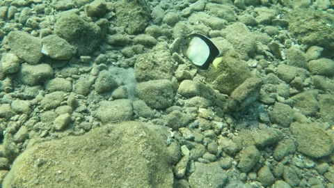 Yellow Ear Angelfish Gets Harassed by a Smaller Fish Vídeo Stock 305902425