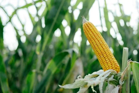 Yellow ear of corn in the field Stock Photos