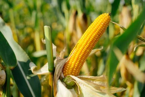 Yellow ear of corn in the field Stock Photos