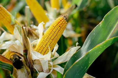Yellow ear of corn in the field Stock Photos