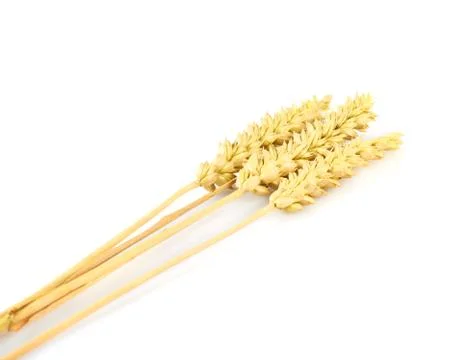Yellow ear of wheat Stock Photos