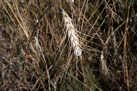 Yellow ear of wheat with shell. Stock Photos