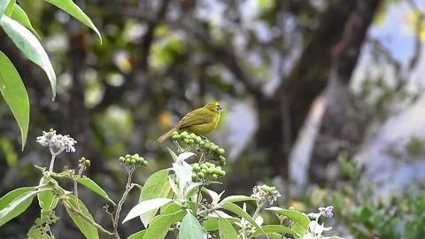 Yellow-eared Bulbul Stock Footage 333179786