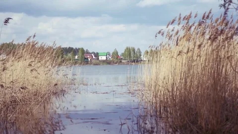 Yellow ears in the lake develop in the wind, the sky reflects in the water. 4k Stock Footage 76149383