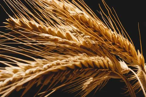 Yellow ears of rye close-up on a dark background. Stock Photos
