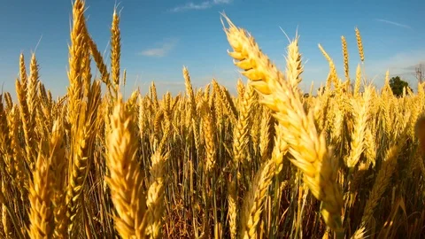 Yellow ears shake with wind wheaten field blue sky close up sunny day ukrainian  Stock Footage 120214820