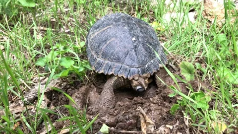 Yellow Ears Turtle Laying Eggs Video stock 97678618