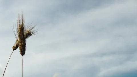 Yellow ears of Wheat blowing in the wind Stock Footage 242338149