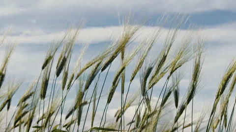 Yellow ears of Wheat blowing in the wind Stock Footage 242338218