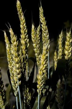 Yellow ears of wheat on a dark background. Stock Photos