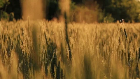 Yellow ears of wheat in a field Stock Footage 77641542